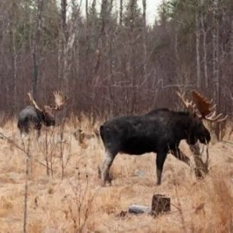Moose Madness And Lake Superior Fish