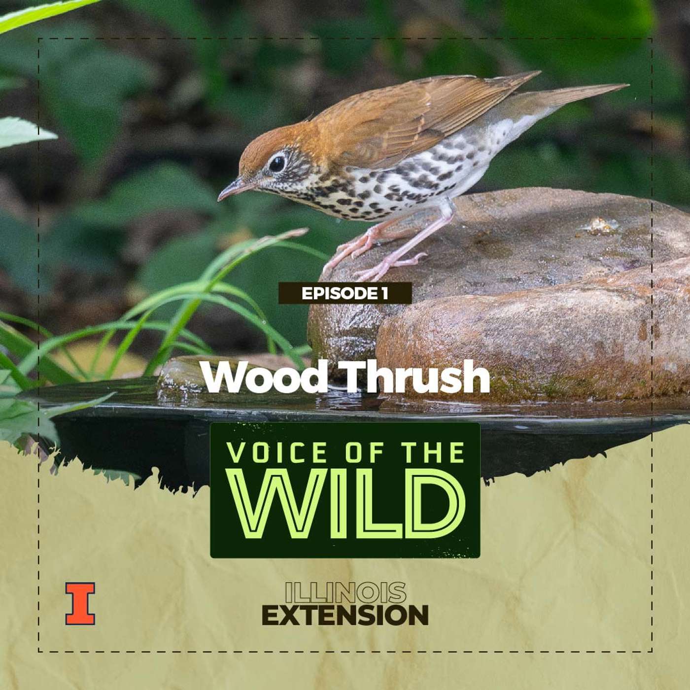 Episode 1: Wood Thrush - Voice of the Wild episode artwork
