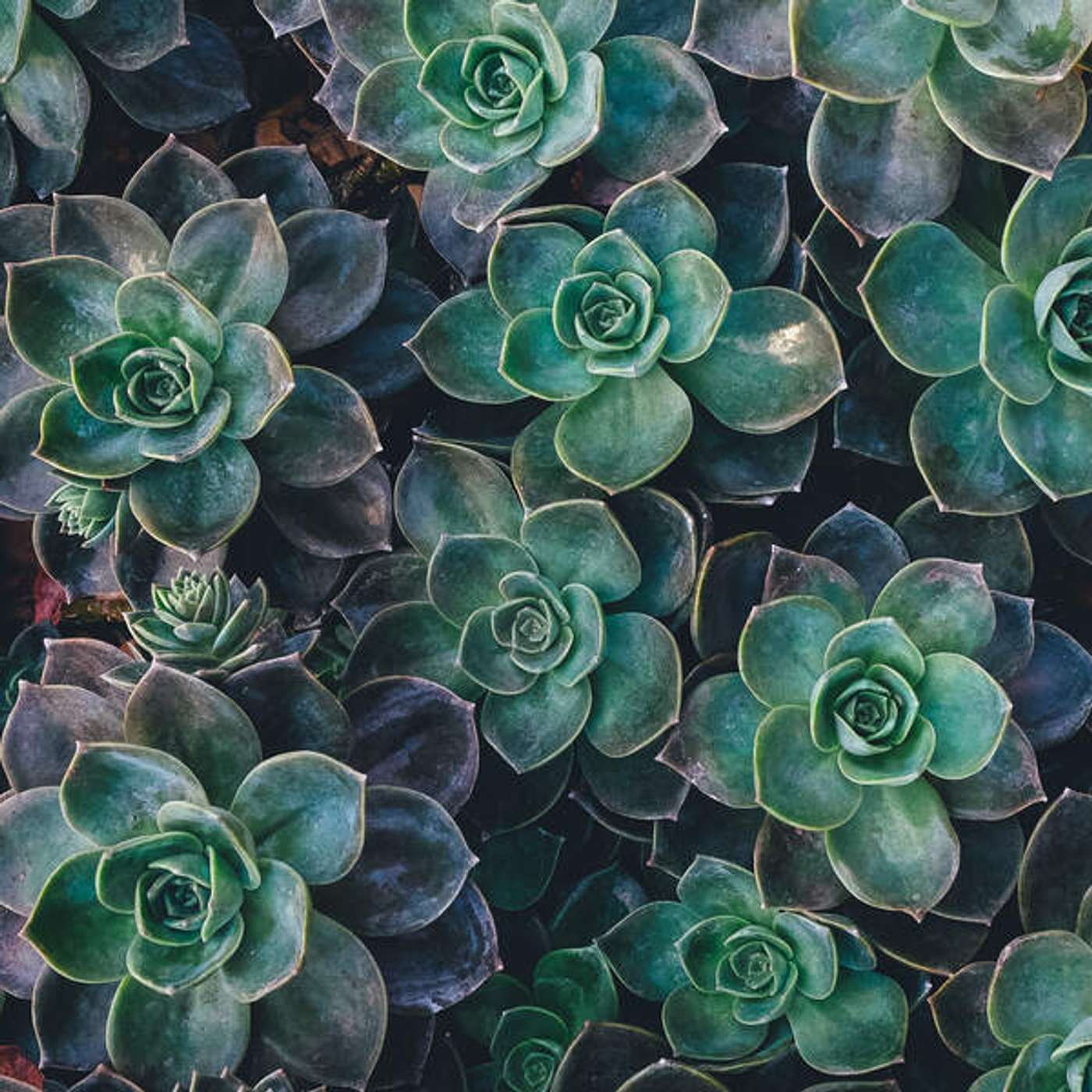 Bons hábitos: vocabulário sobre plantas e jardinagem, em inglês! episode artwork