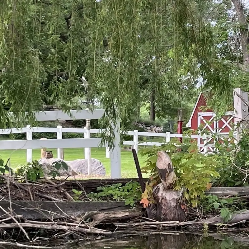 Stop 7: Waterfowl and Beaver Habitats