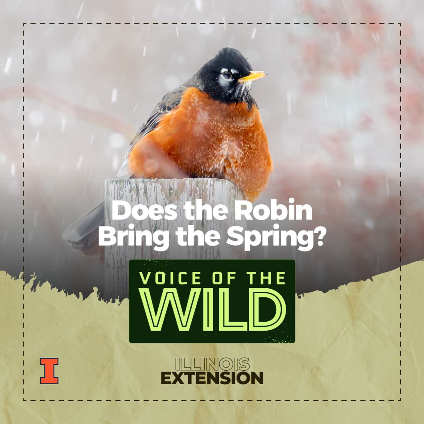 Does the Robin Bring the Spring? – Voice of the Wild episode artwork