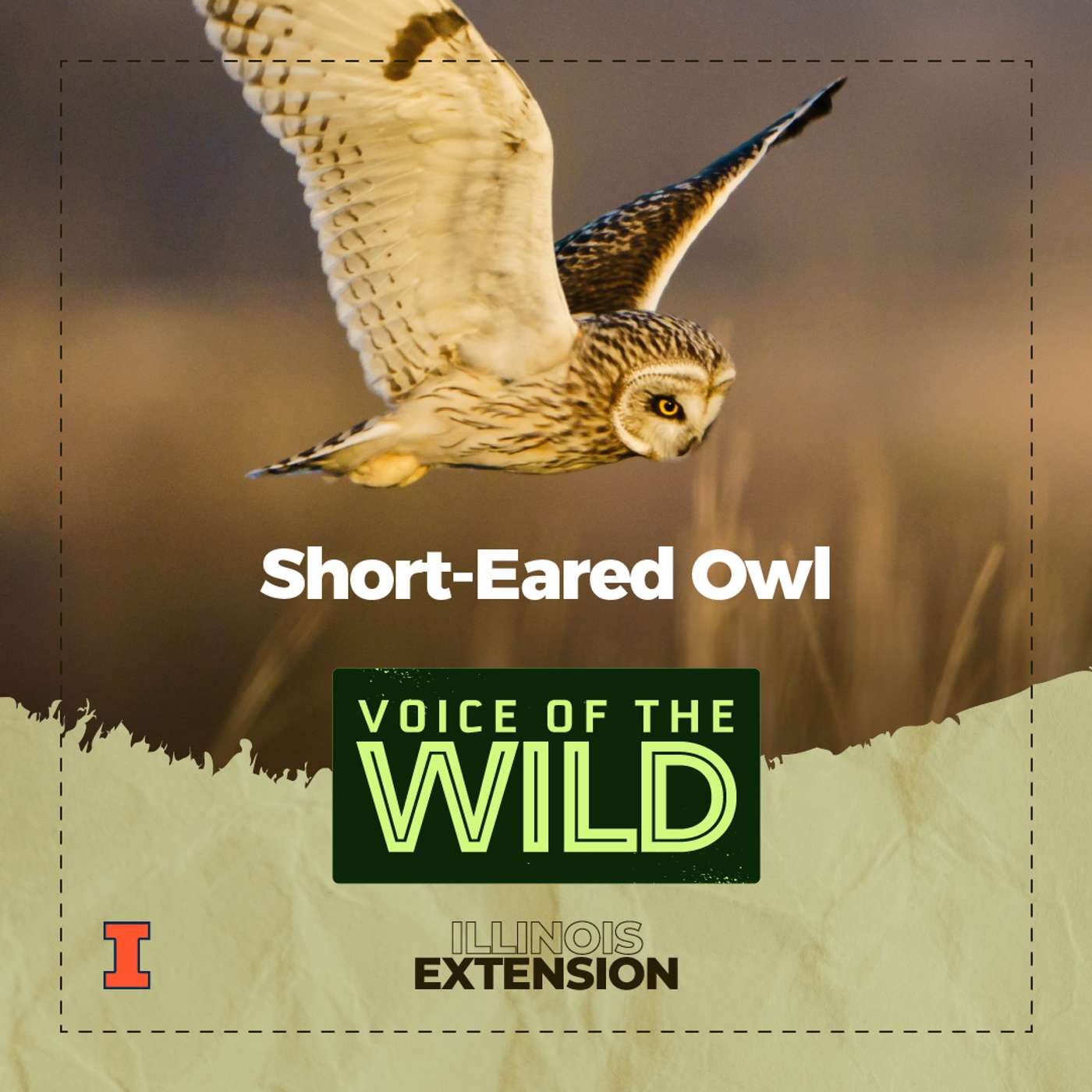 Episode 88: Short-Eared Owl – Voice of the Wild — Voice of the Wild cover