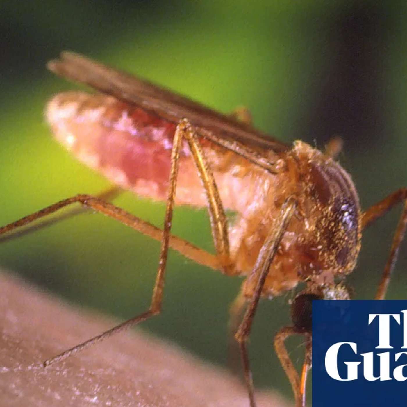 SoCal Faces Mosquito Surge, Vesicles Drive Lung Decline, Gut Microbiota Links Obesity Mechanism, Telehealth Trial Cuts Youth Firearm Risk, and more...