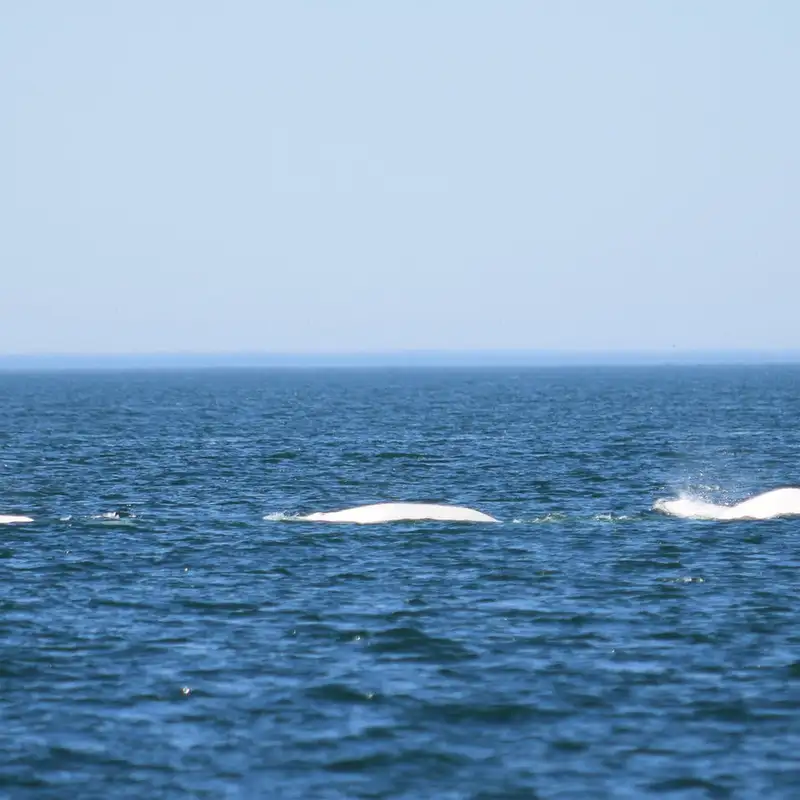 Draguer le Saint-Laurent : quels impacts sur les espèces marines?