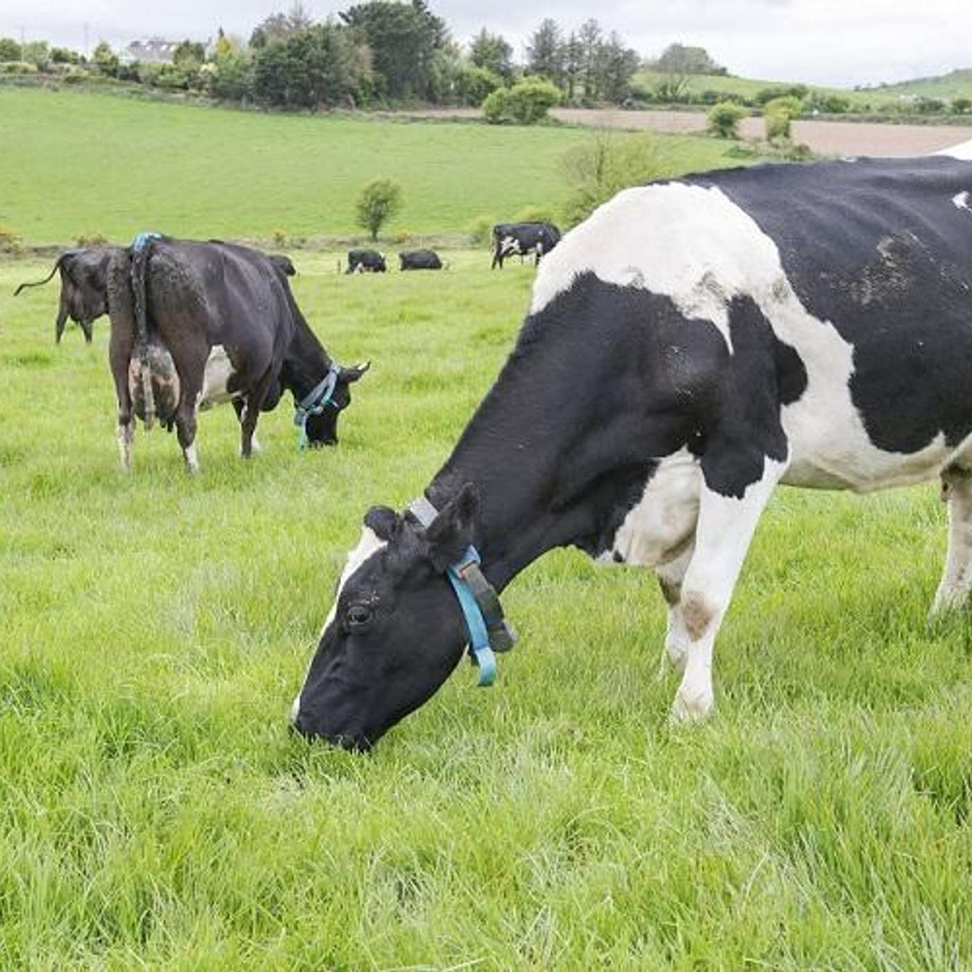 Managing energy balance and metabolic disorders in early lactation