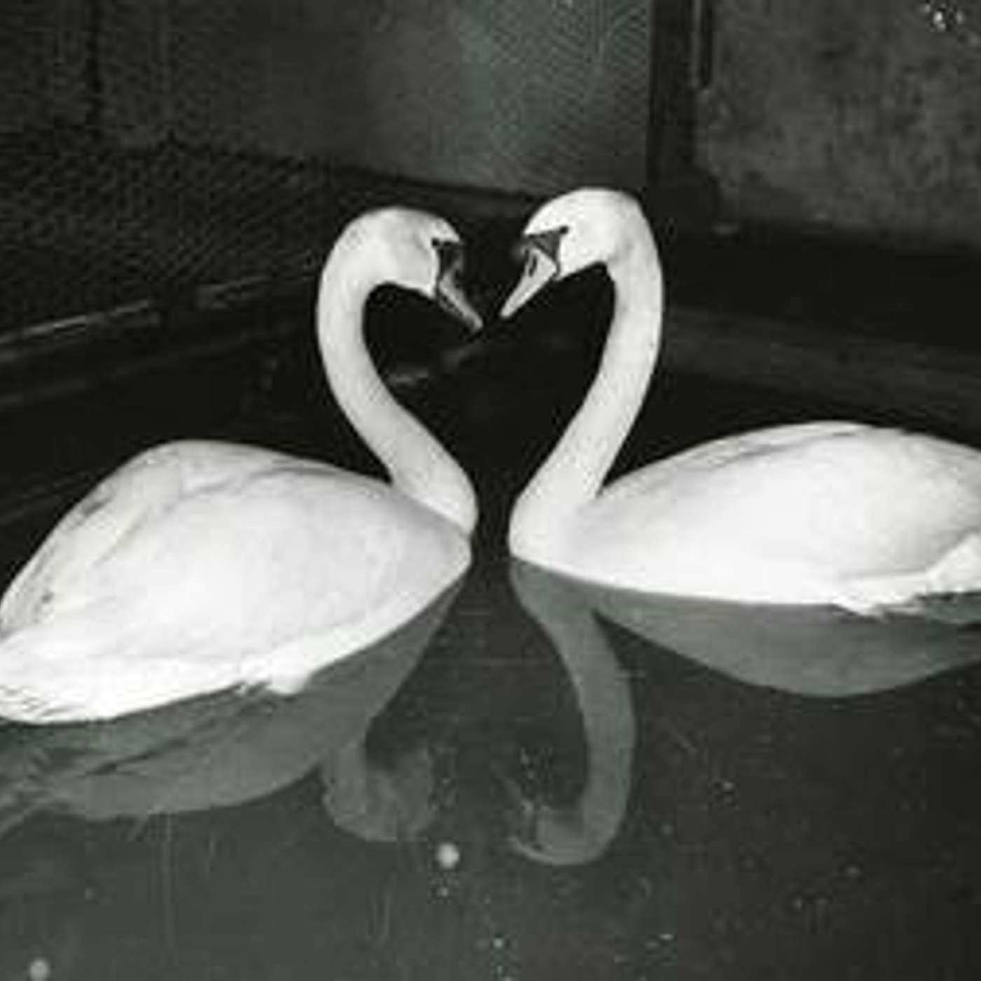 Trumpeter Swans Make a Comeback Trumpeter Swans Make a Comeback