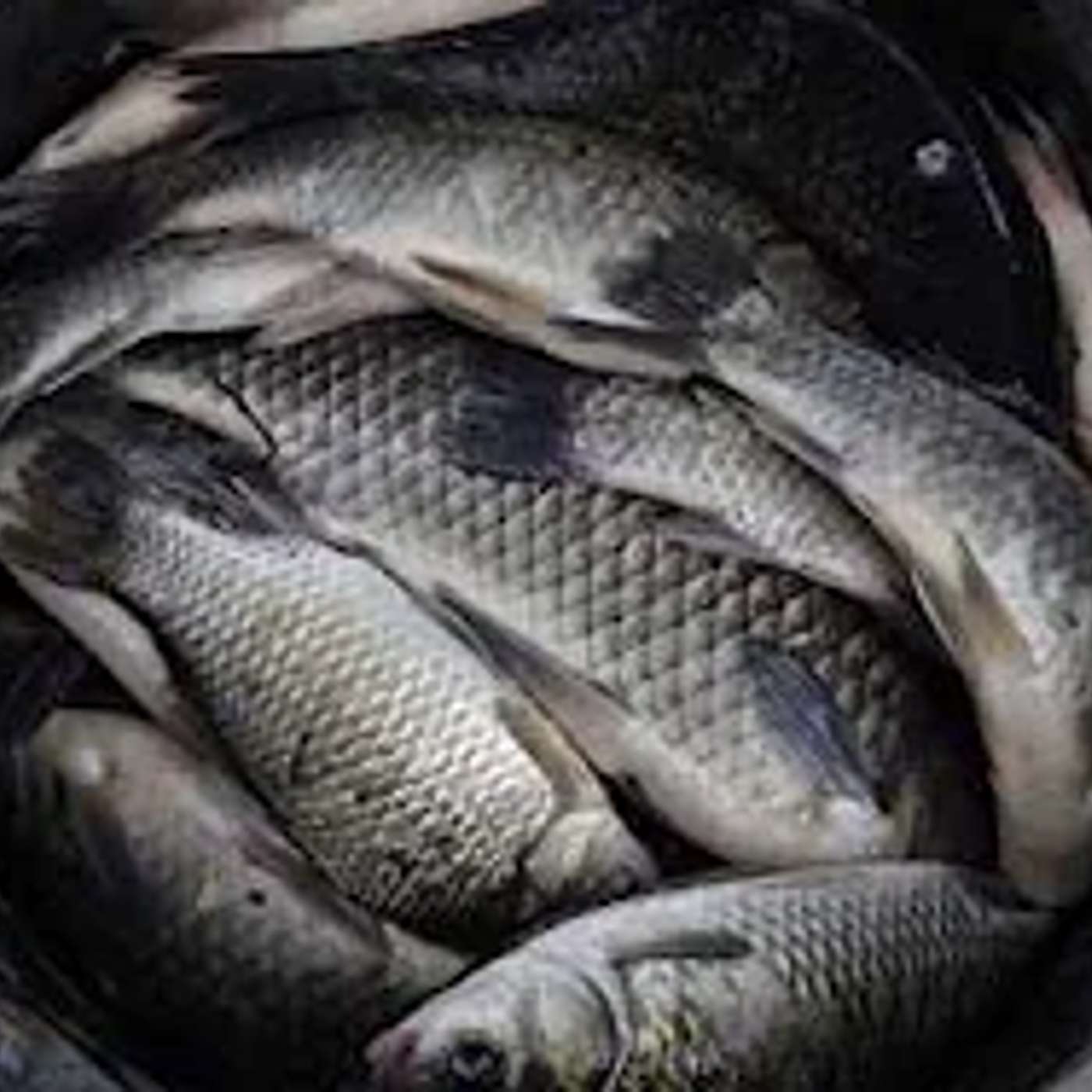 אסתר המלכה חיבור הרוחניות והגשמיות ▪️קטעים מהתועדות עם הרב נחמנסון(כ"ו שבט תשפ"ו. שיכון ה בני ברק)*