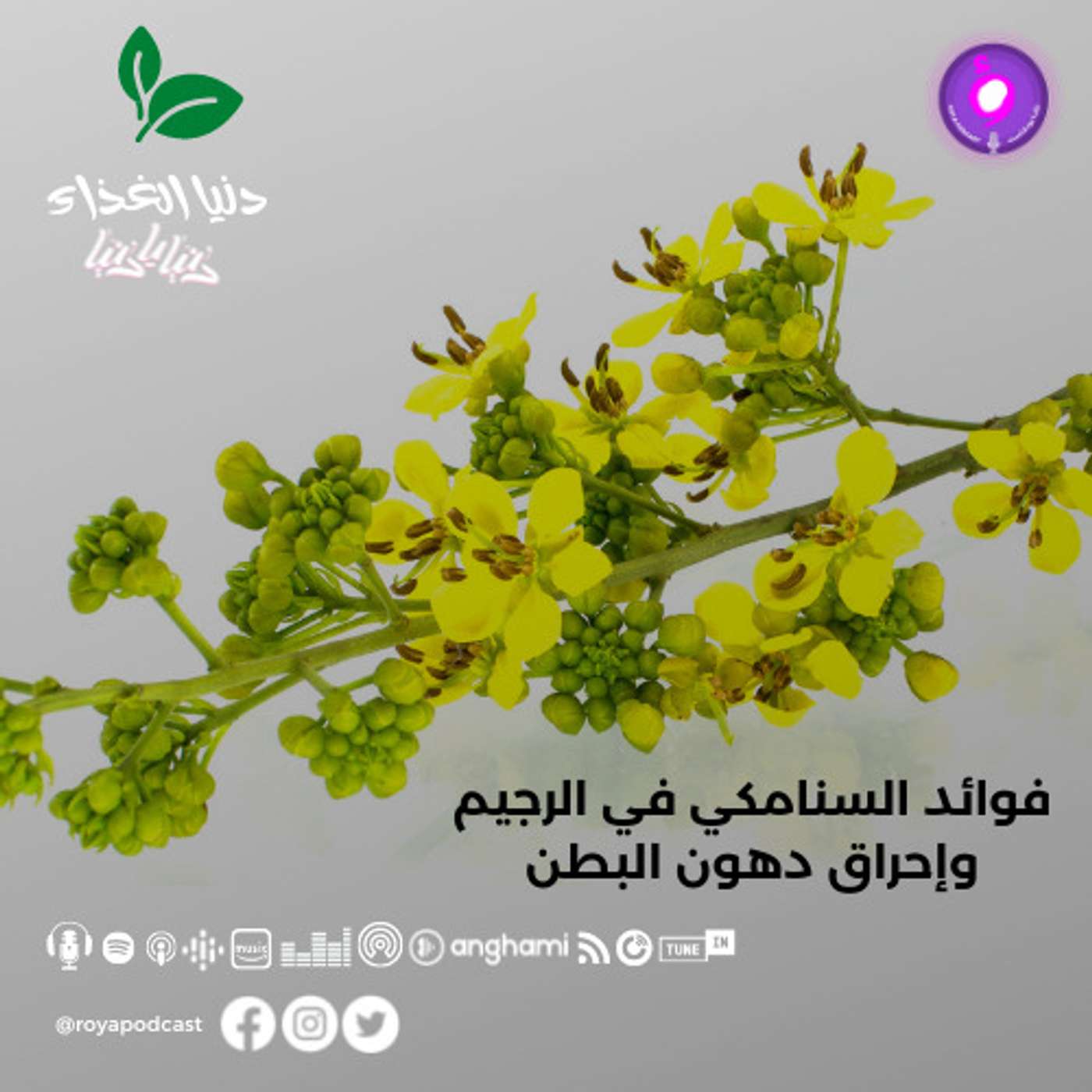 فوائد السنامكي في الرجيم وإحراق دهون البطن