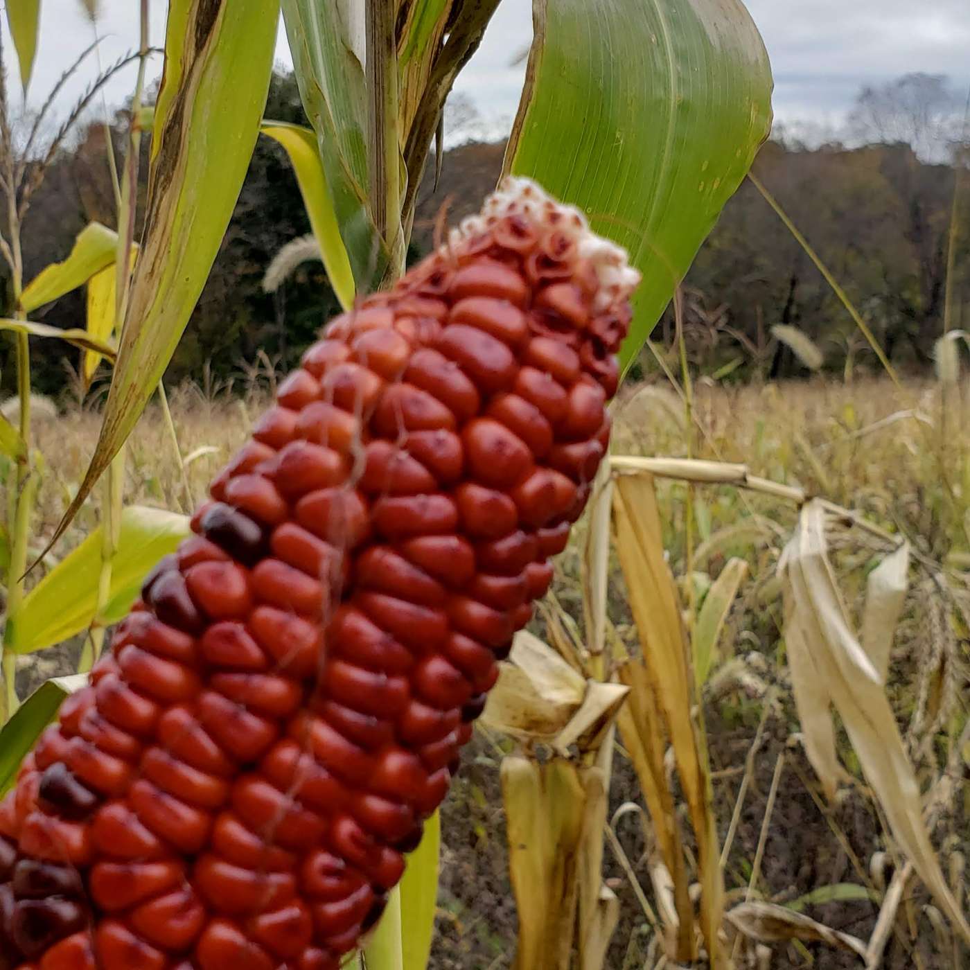 Heritage Corn Tells a Story in Craft Beers