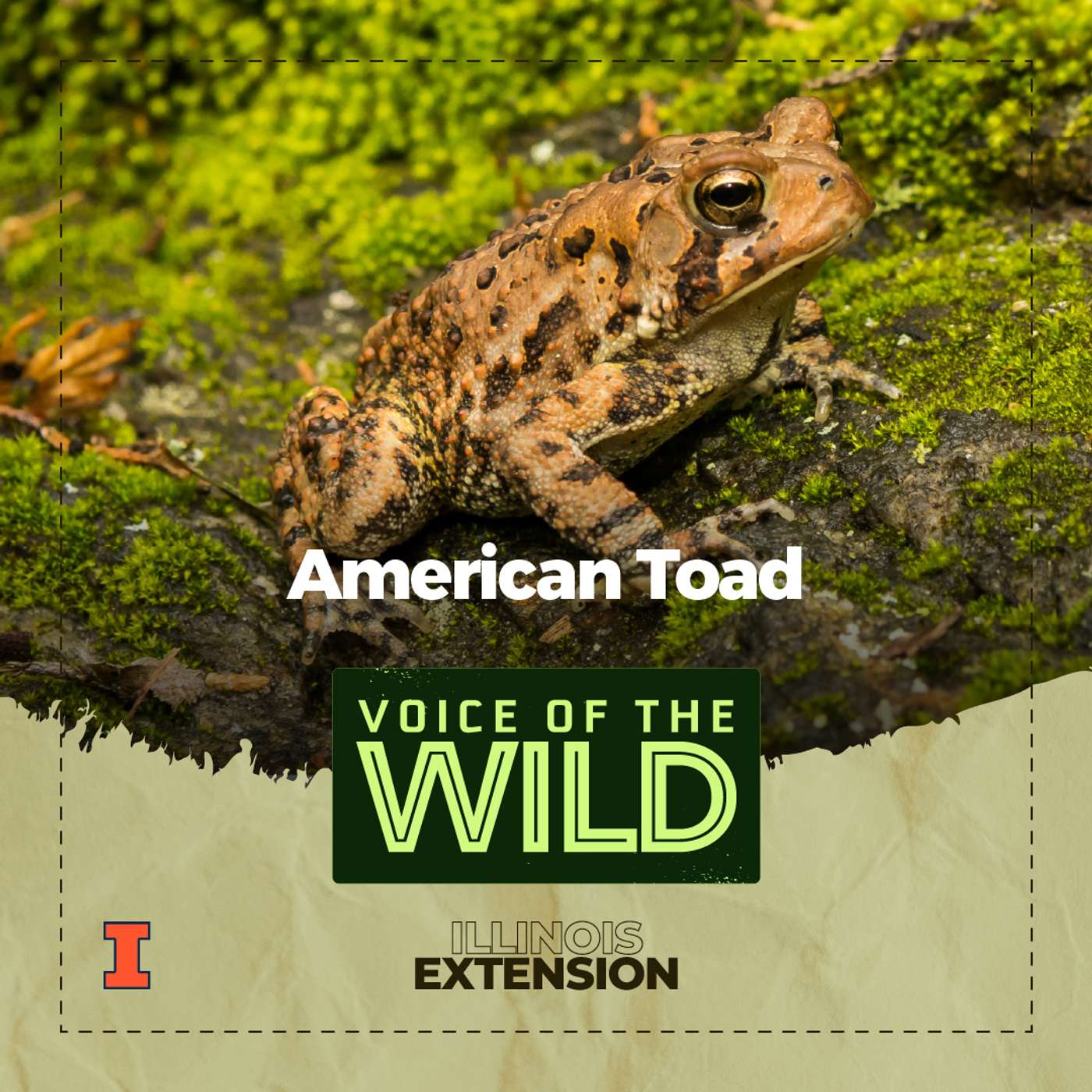 Episode 59: American Toad – Voice of the Wild episode artwork