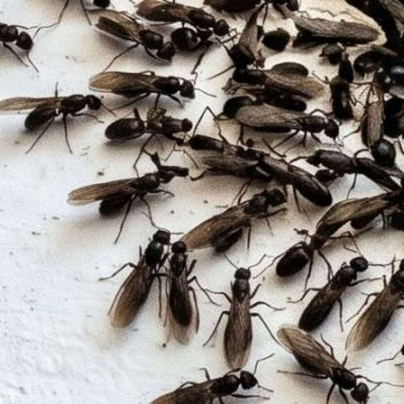 ¿Invasión en Tucumán? Por qué aparecen cientos de hormigas voladoras