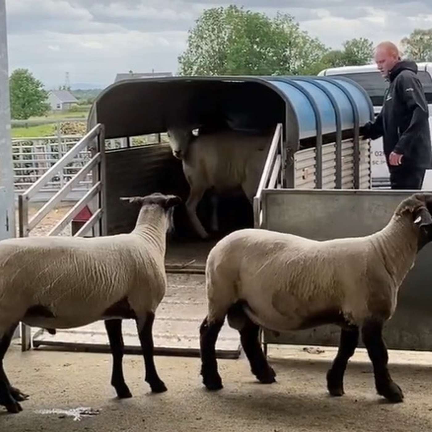 Quarantine, Parasites & Vaccines – reducing the risks when bringing in new sheep