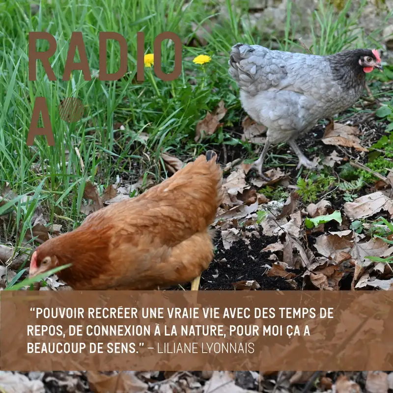 Quand la cour devient basse-cour