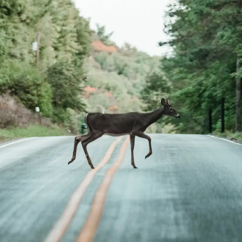 Minnesota researchers aim to reduce deer-vehicle collisions along Highway 61, other roadways