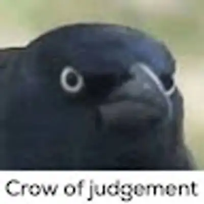 Black Ravens