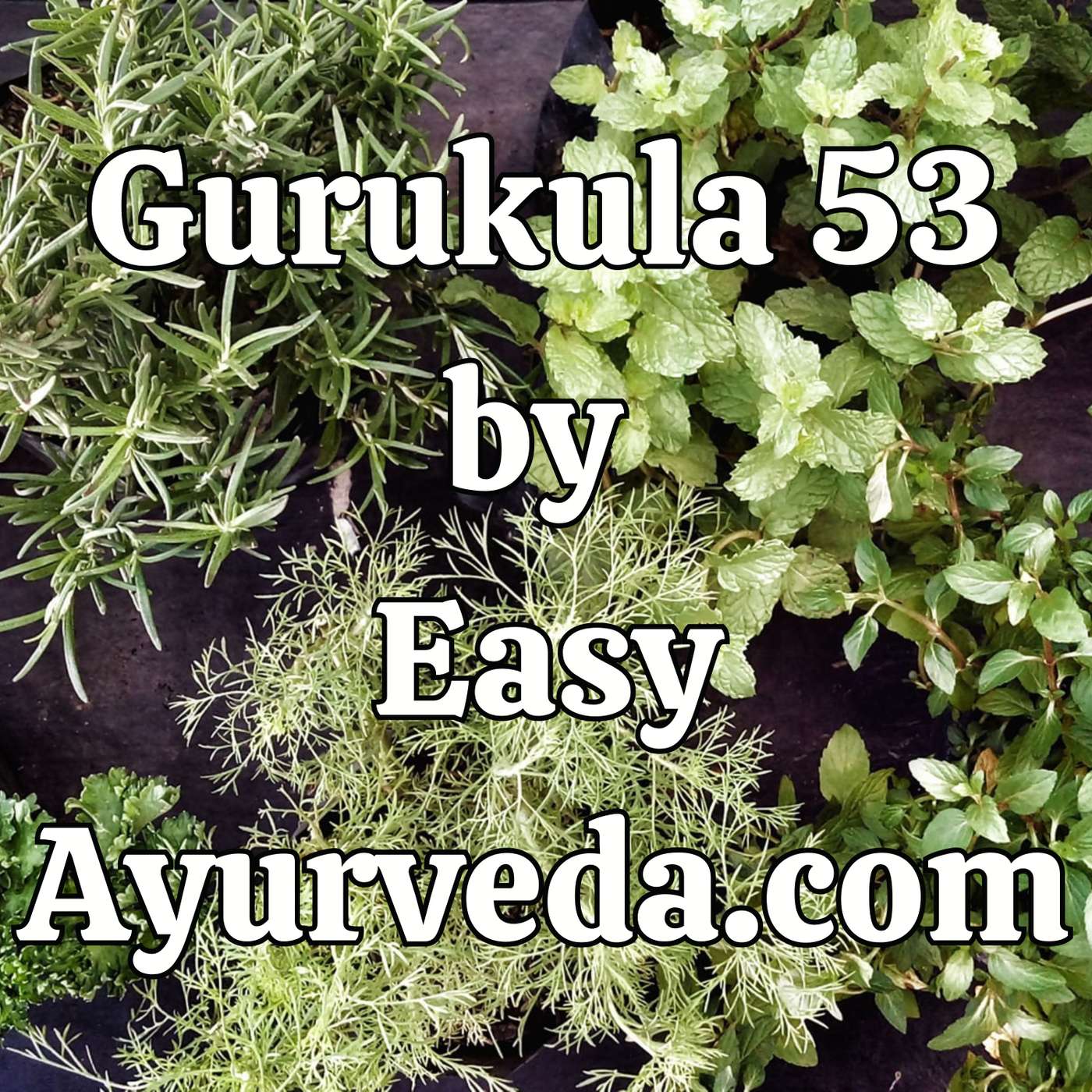 Gurukula 53: Controversy regarding the identity of medicinal plants mentioned in classical Ayurveda literature episode artwork