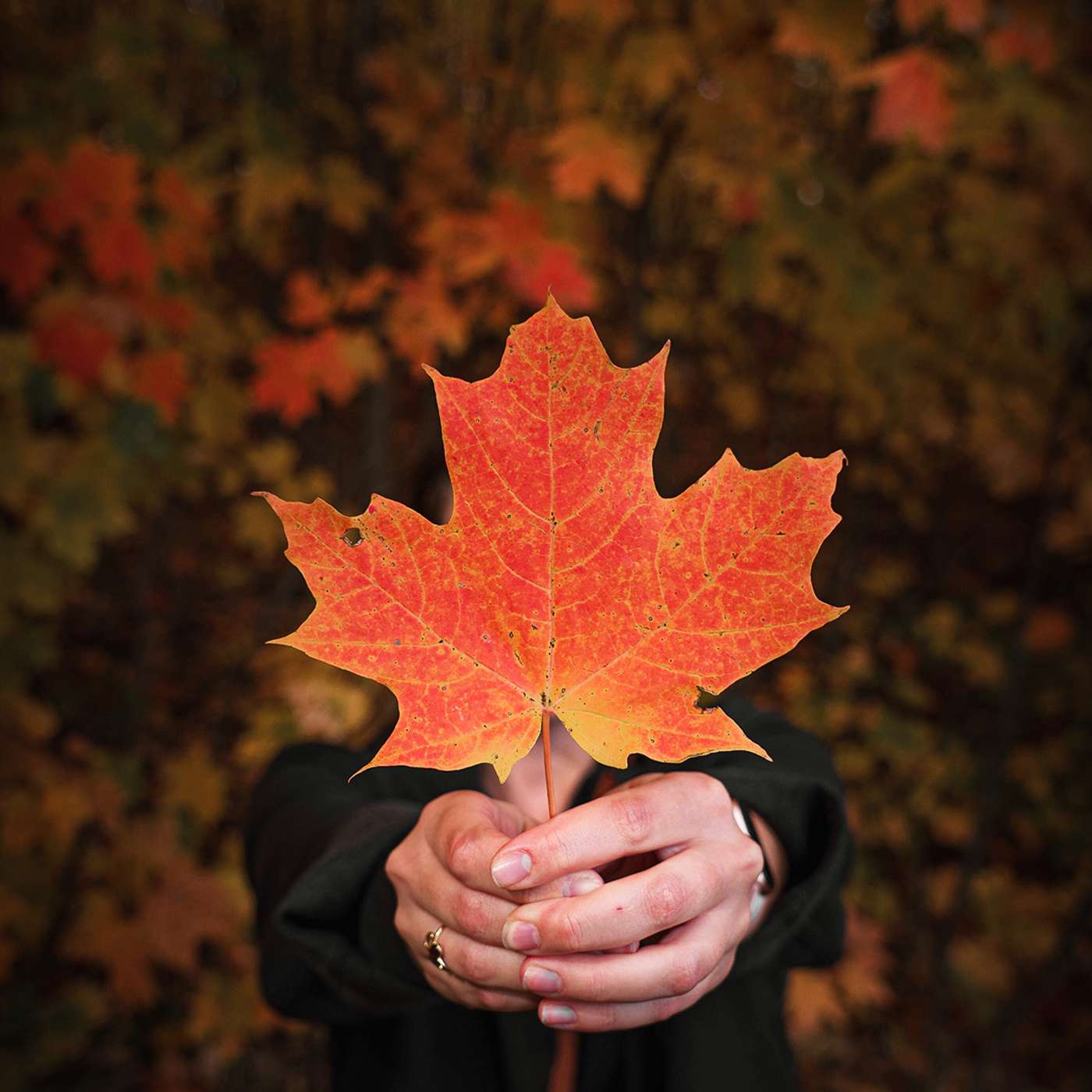 Anatomy of Gratitude - Kodo Conover