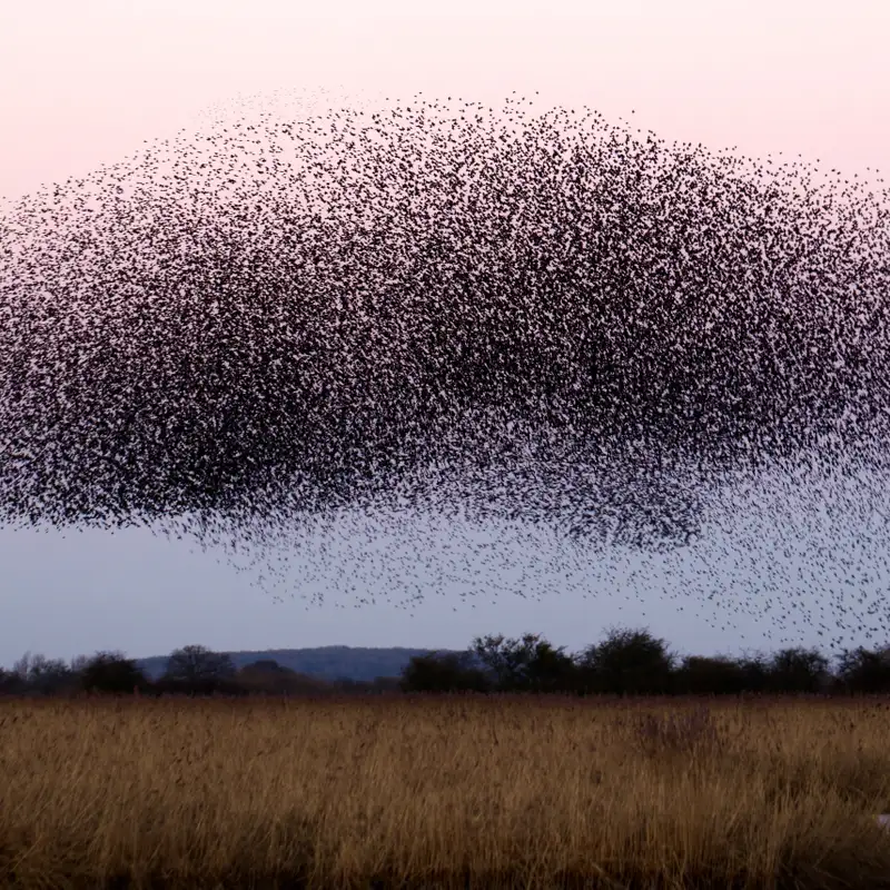 The Locust: Swarm, Destruction, and the Archetype of Catastrophe