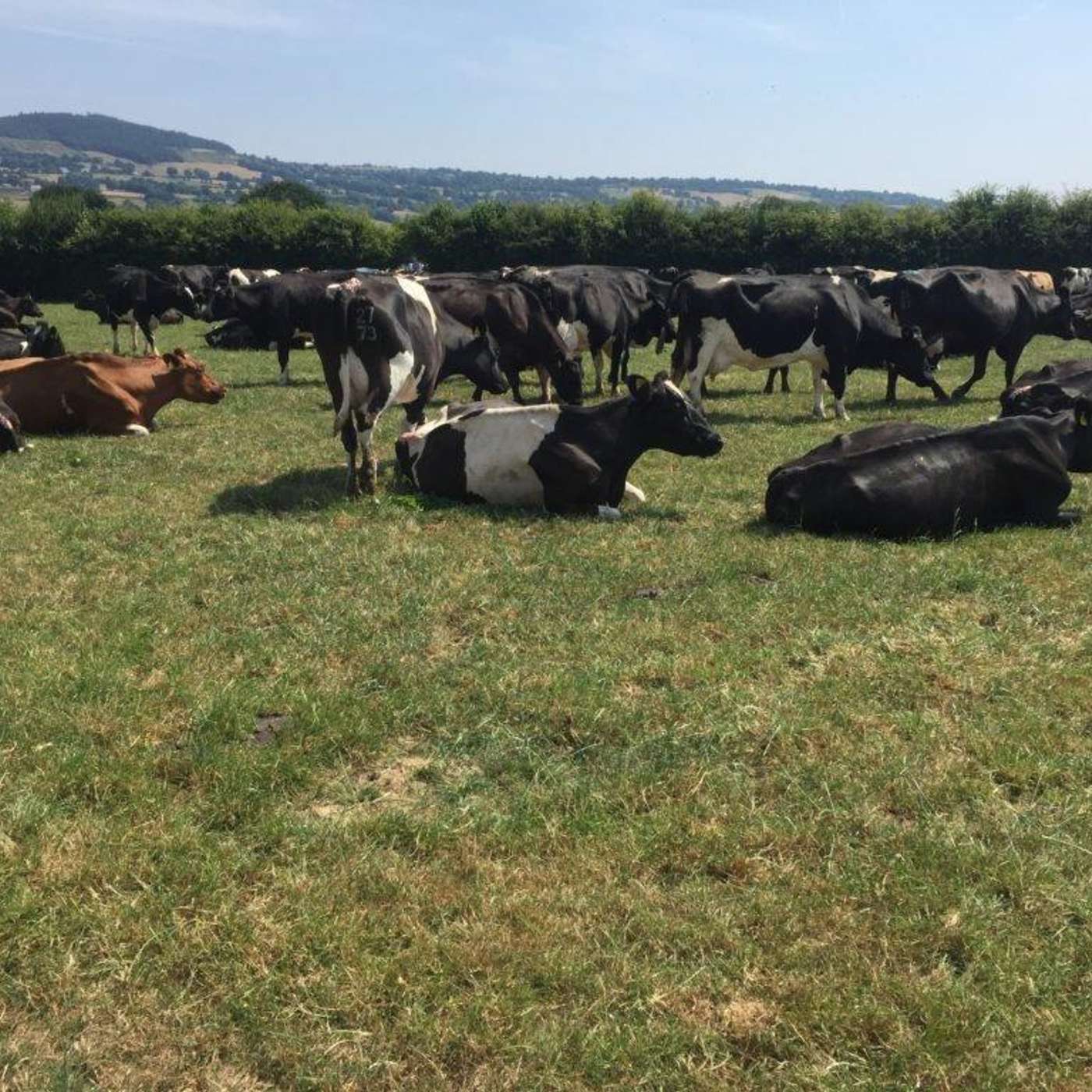 How to cope with the summer drought conditions