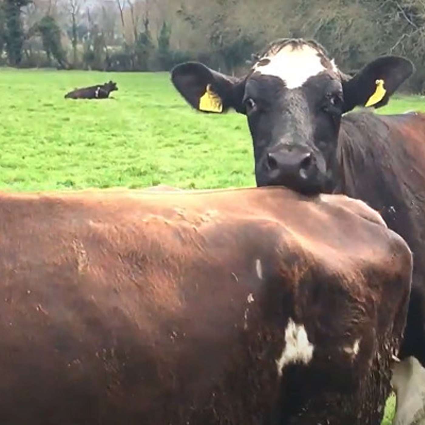 George Ramsbottom and the factors to consider for when to pull the bull