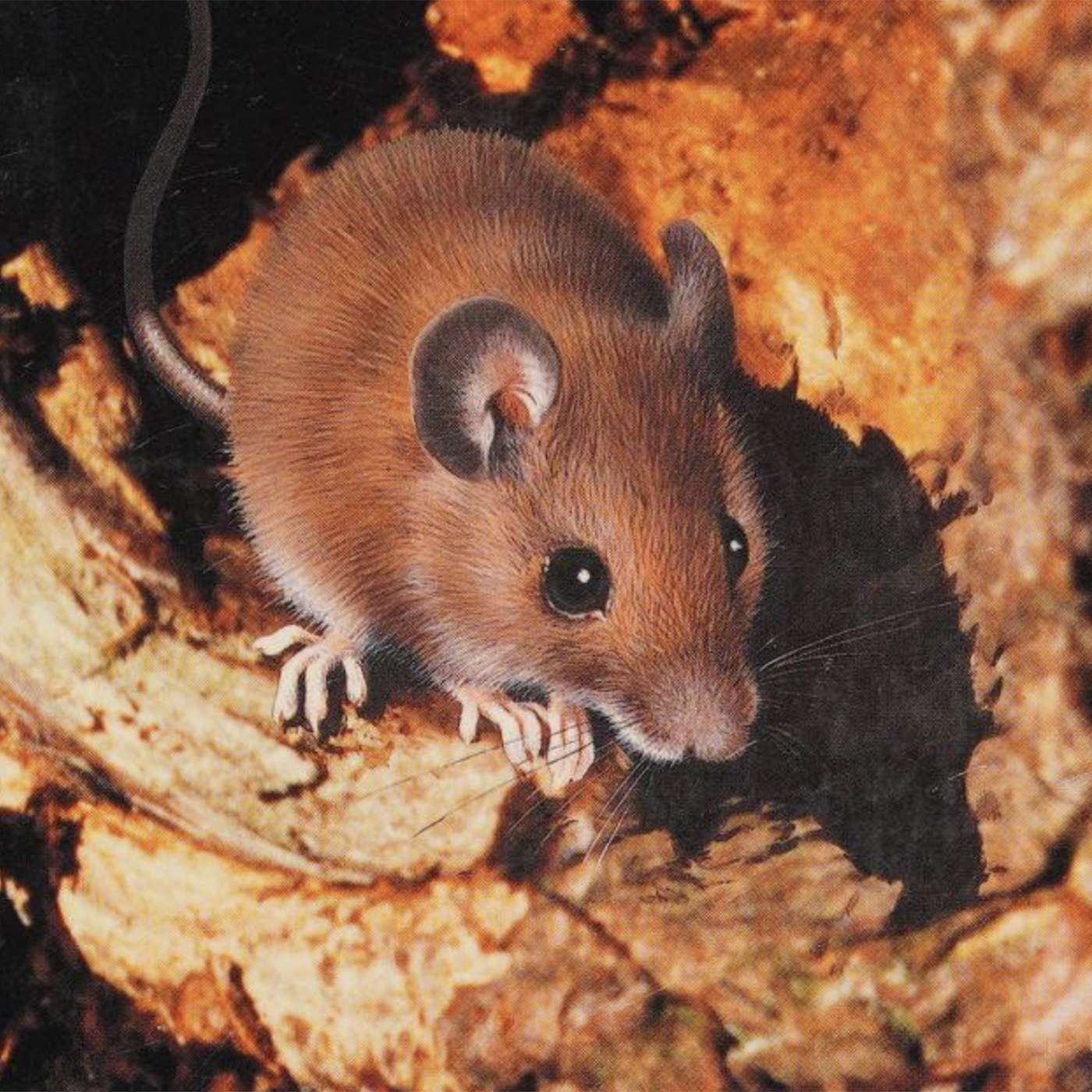 Ep. 209. Could You Be A Mouse? with Ty!