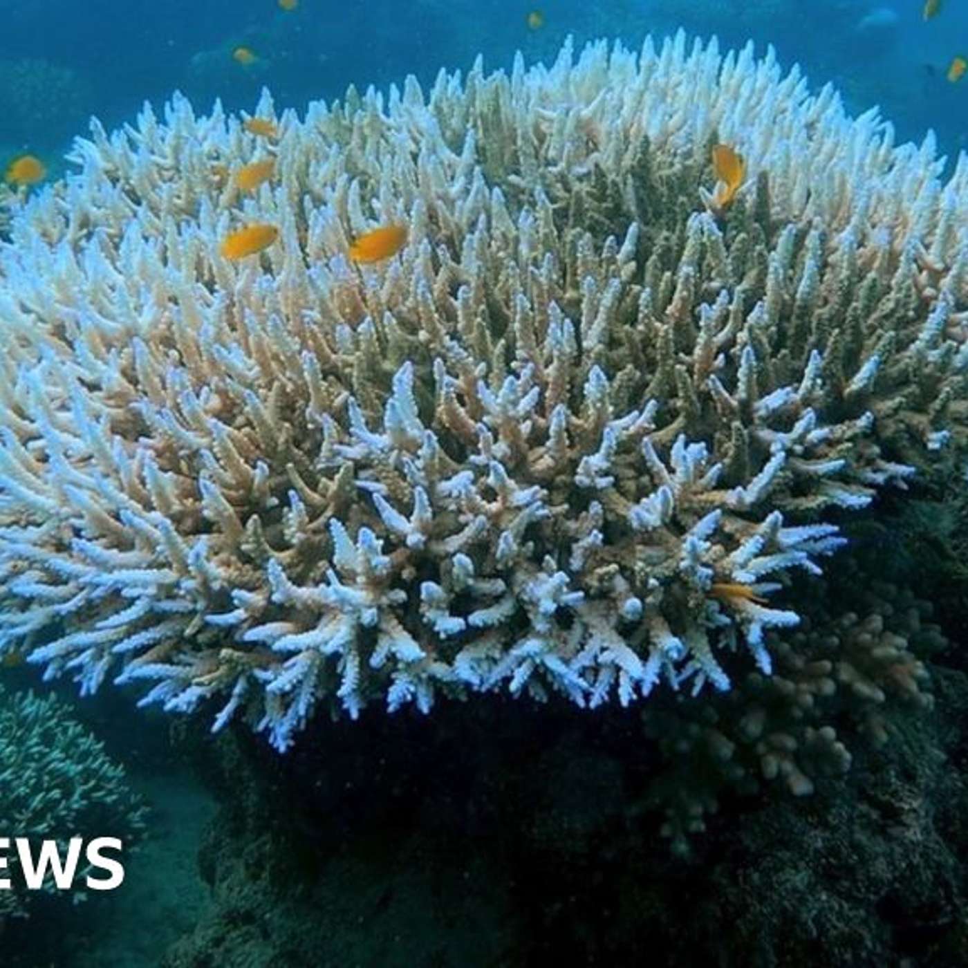 Global Coral Crisis, Mars Sample Return Mission Stalled, Giant Kangaroo Species Unearthed, Rise in Early-Onset Cancers, and more...