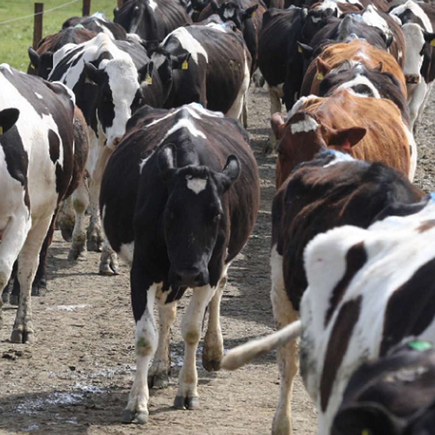 Neil Chesterton and Ger Cusack on Lameness