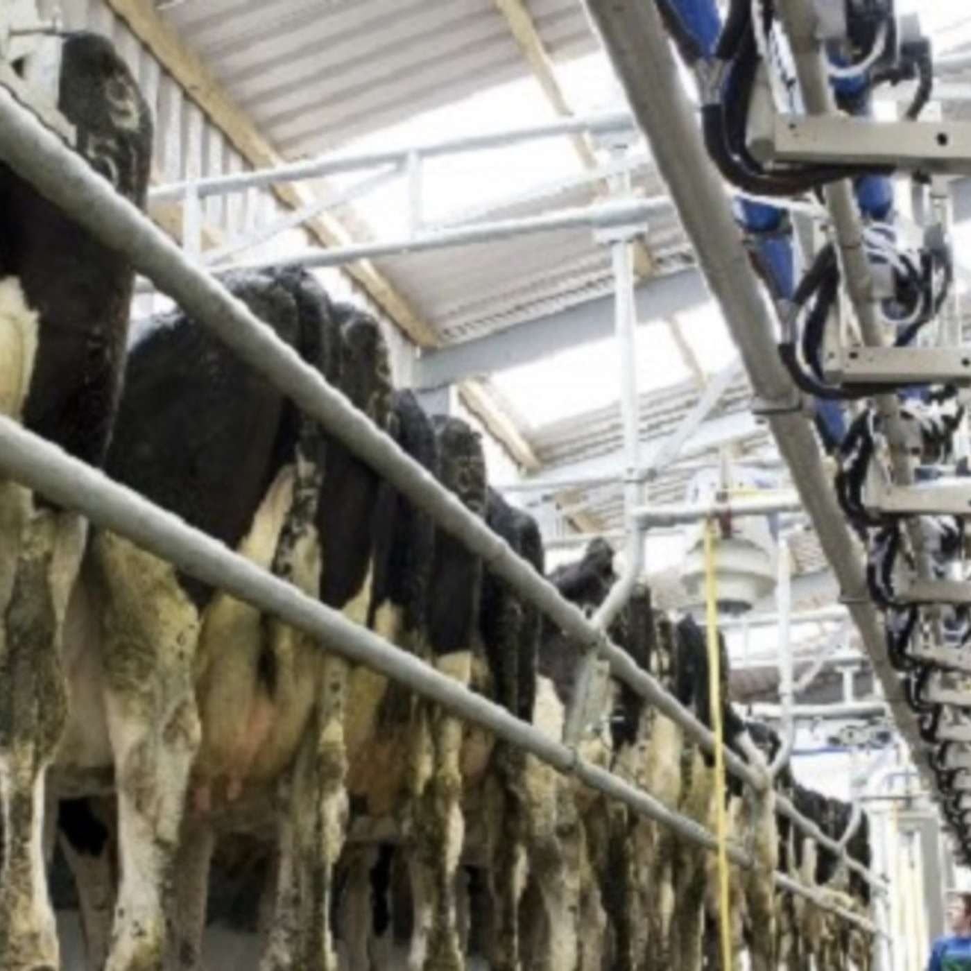 The proactive steps to take to promote low cell count in early lactation