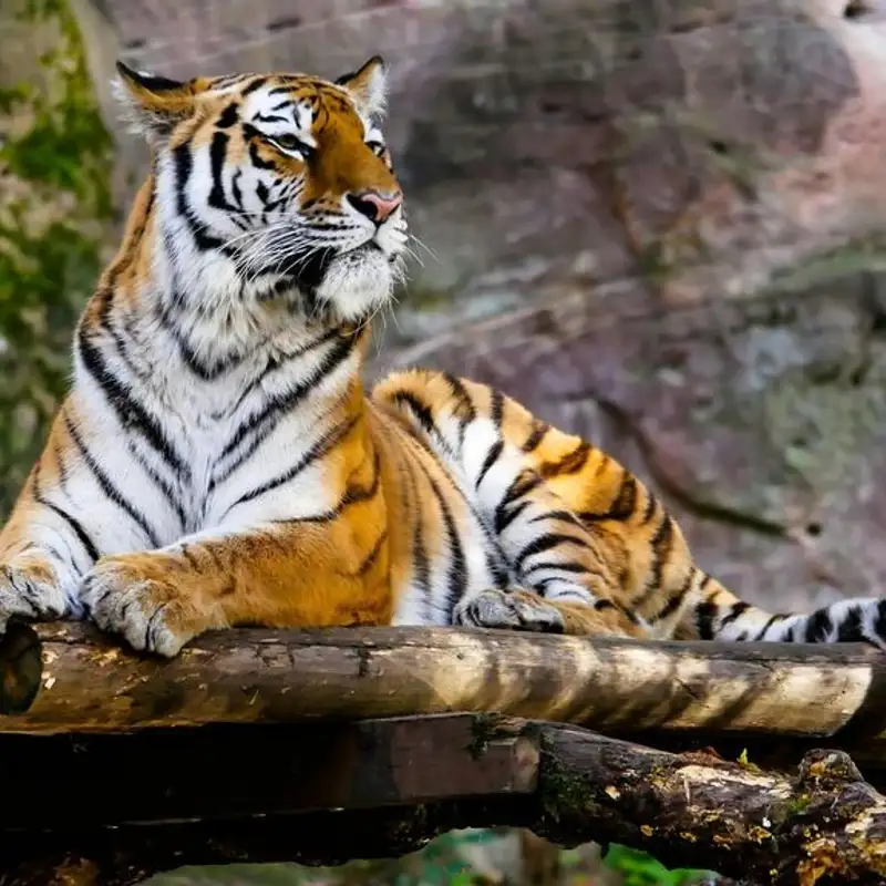 Sundarbans: World's largest mangrove forest & home to Royal Bengal Tiger