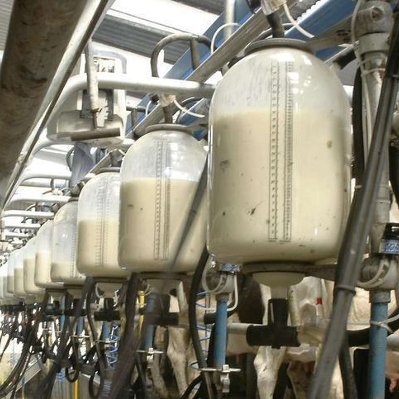 How to Save on Energy Costs on Your Dairy Farm