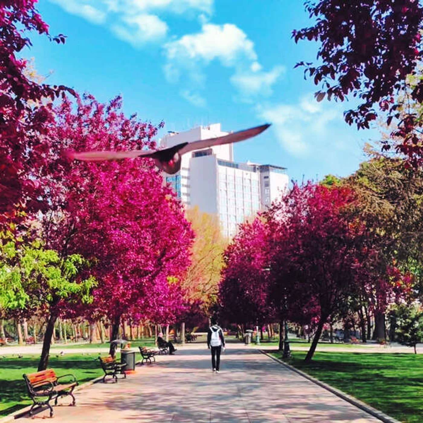 Palaces For The People: Você acha parques importantes? episode artwork