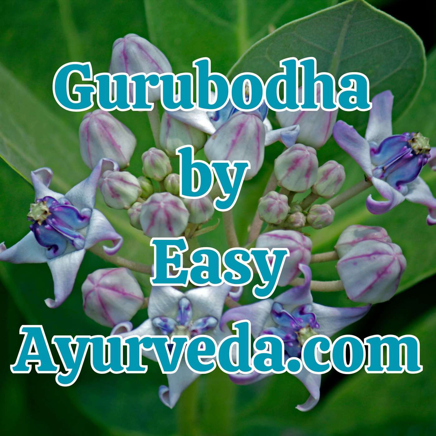 Gurubodha 101: Arka - Calotropis procera uses | Calotropis procera in wound, pilonidal sinus | Why is Anuvasana Basti given after food only? episode artwork