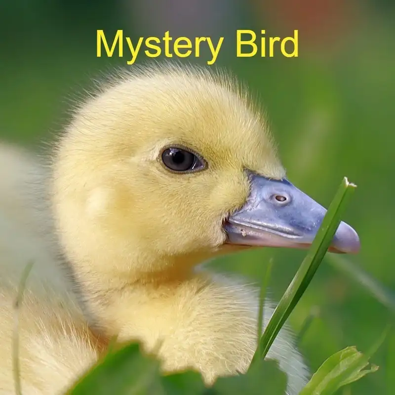 Mystery Bird