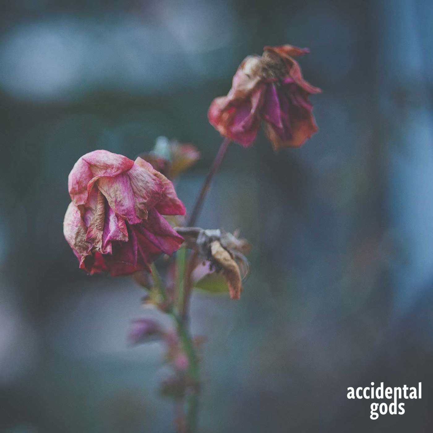 Death, Dead and Dying - ways of navigating our own mortality: an interview with Dr Judith Wester