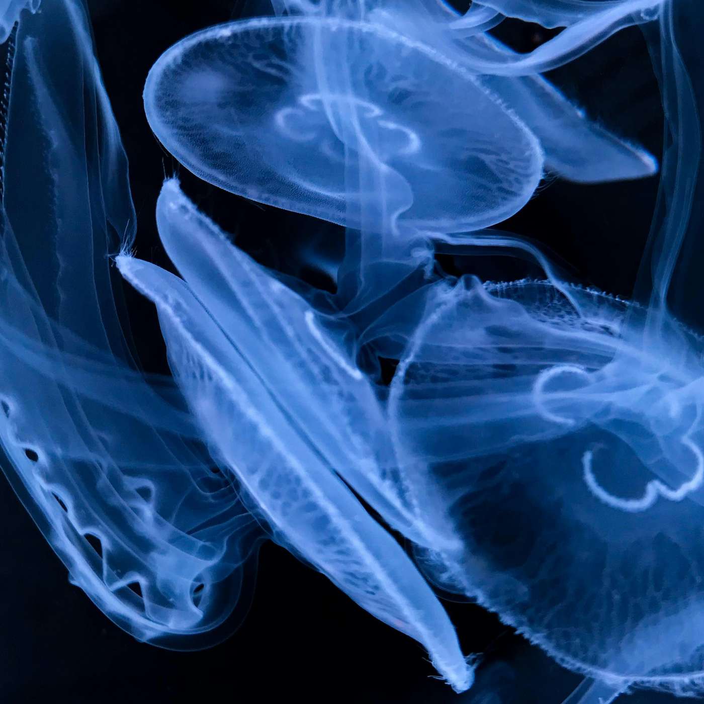 The Markup's Blacklight Tool Now Has New Tracking Info and Caching Options