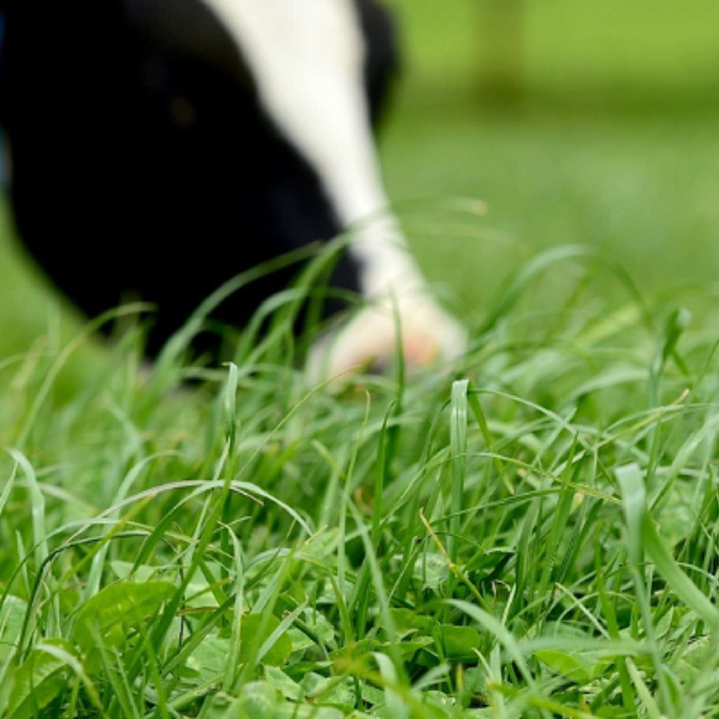 Why Grazed Grass Still Wins on Feed Costs