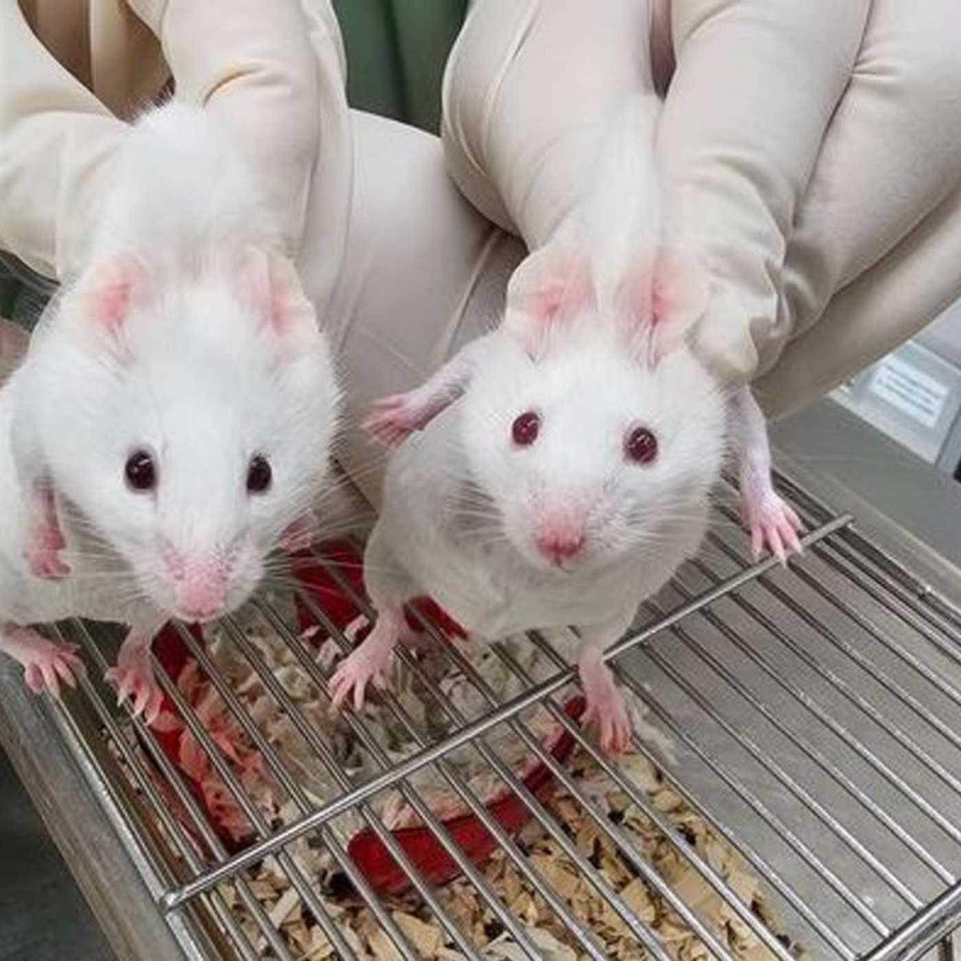 DESI Study Confirms Einstein's Gravity, California Investigates Child's Avian Flu Case, Scientists Reprogram Stem Cells, Solar Orbiter Reveals Stunning Images, and more...