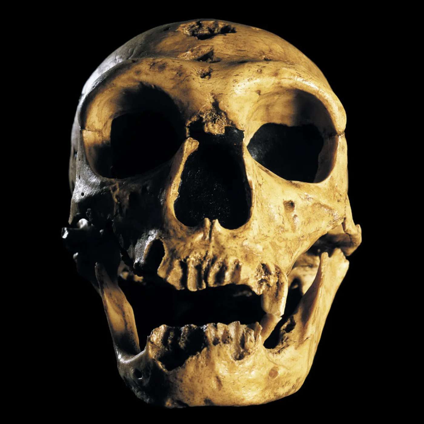 Neanderthal and Denisovan Genes Influence Early Rising Tendencies in Modern Humans, NASA's Telescope Uncovers Smallest Brown Dwarf Ever Shattering Star Formation Theories, Google's FunSearch: A Game-Changer in Mathematics and Computer Science, and more...