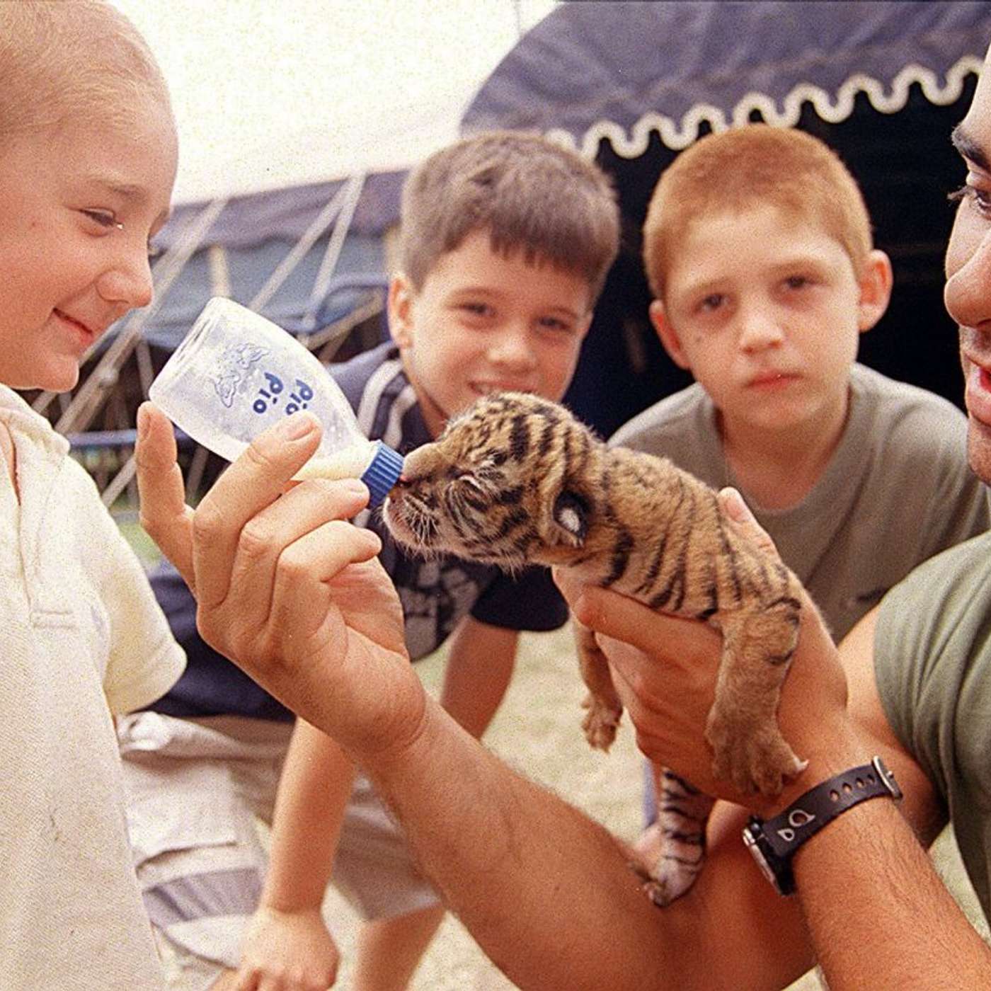Recuerdos fotográficos: 1974 y 2003. Cuando nacieron tigres de circo en Tucumán episode artwork