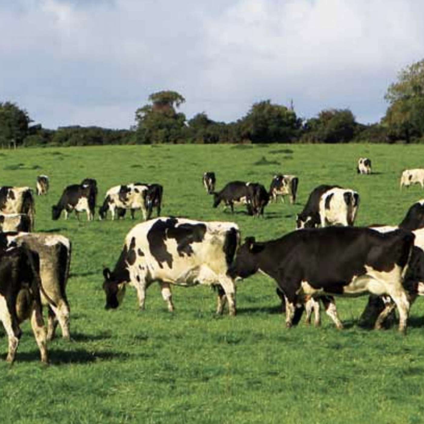 Laurence Shalloo on the Impact of Nitrogen Management Strategies