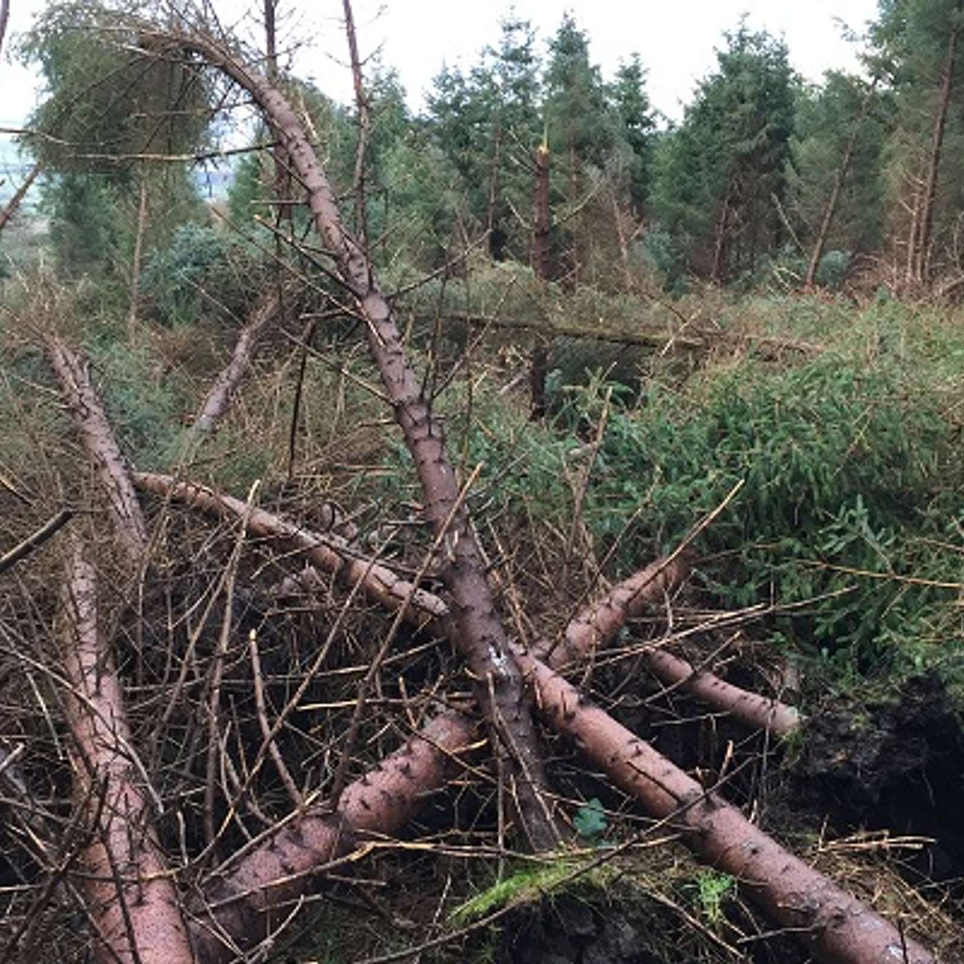 The implications for forest owners after Storm Éowyn (next steps)