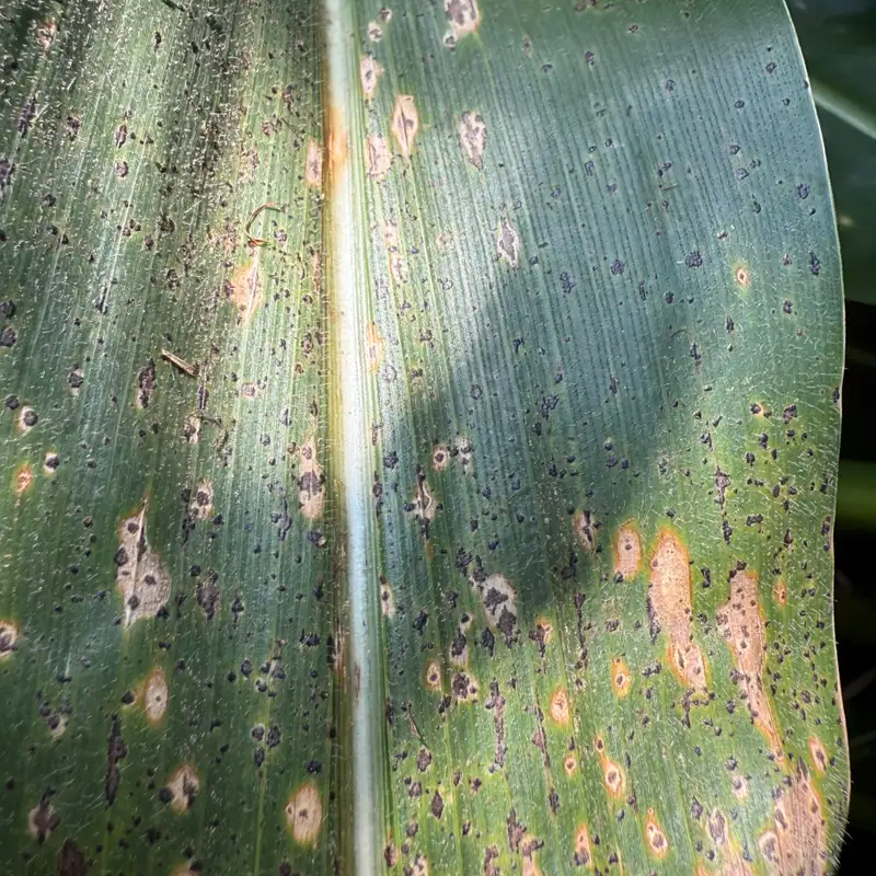Disease Pressure Builds as the Crop Races to Maturity