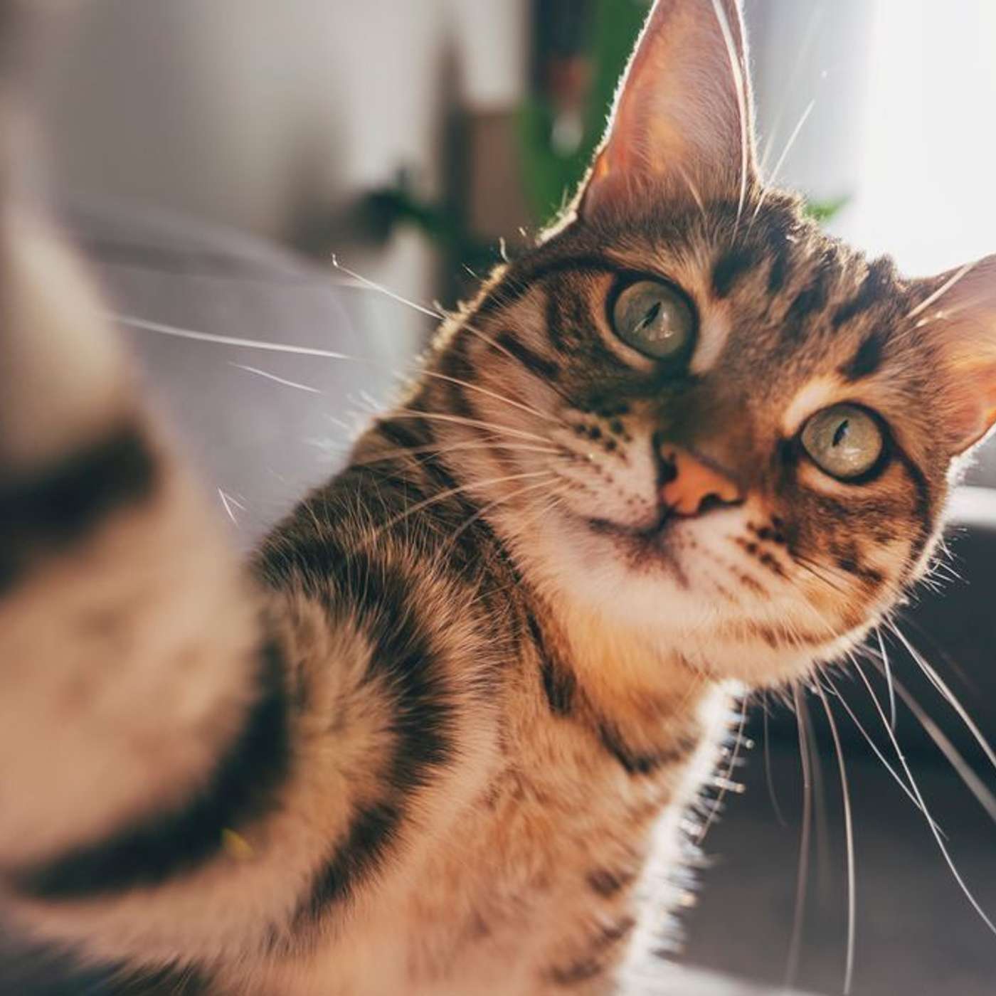 Global Cancer Crisis Deepens, T: Germany Faces Flu Surge, Stanford Study Explains Women's Autoimmune Risk, Study Uncovers Cat Behavior Keys, and more...