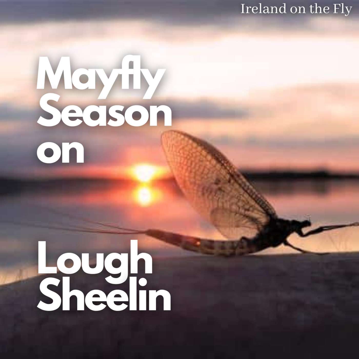 Sheelin Mayfly Season on Lough Sheelin - Ireland on the Fly - the people ...