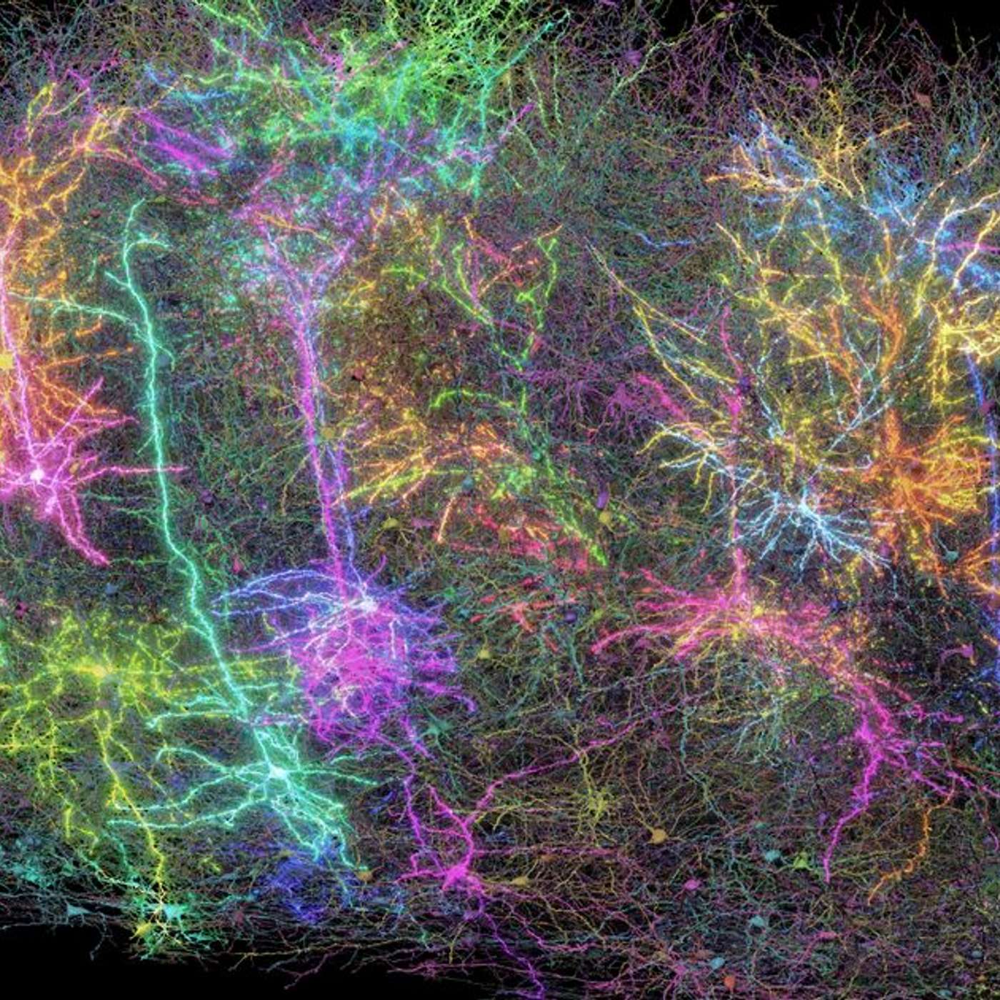 Scientists Map Mouse Brain Neurons, GLP-1 Drugs May Reduce Dementia Risk, 3D Scan Reveals Titanic Secrets, Daytime Eating May Protect Workers, and more...