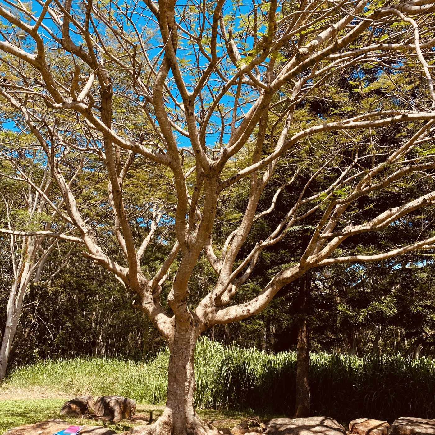 Conspiracies in Nature: Fractal Patterns, Hidden Codes & the Geometry of Reality