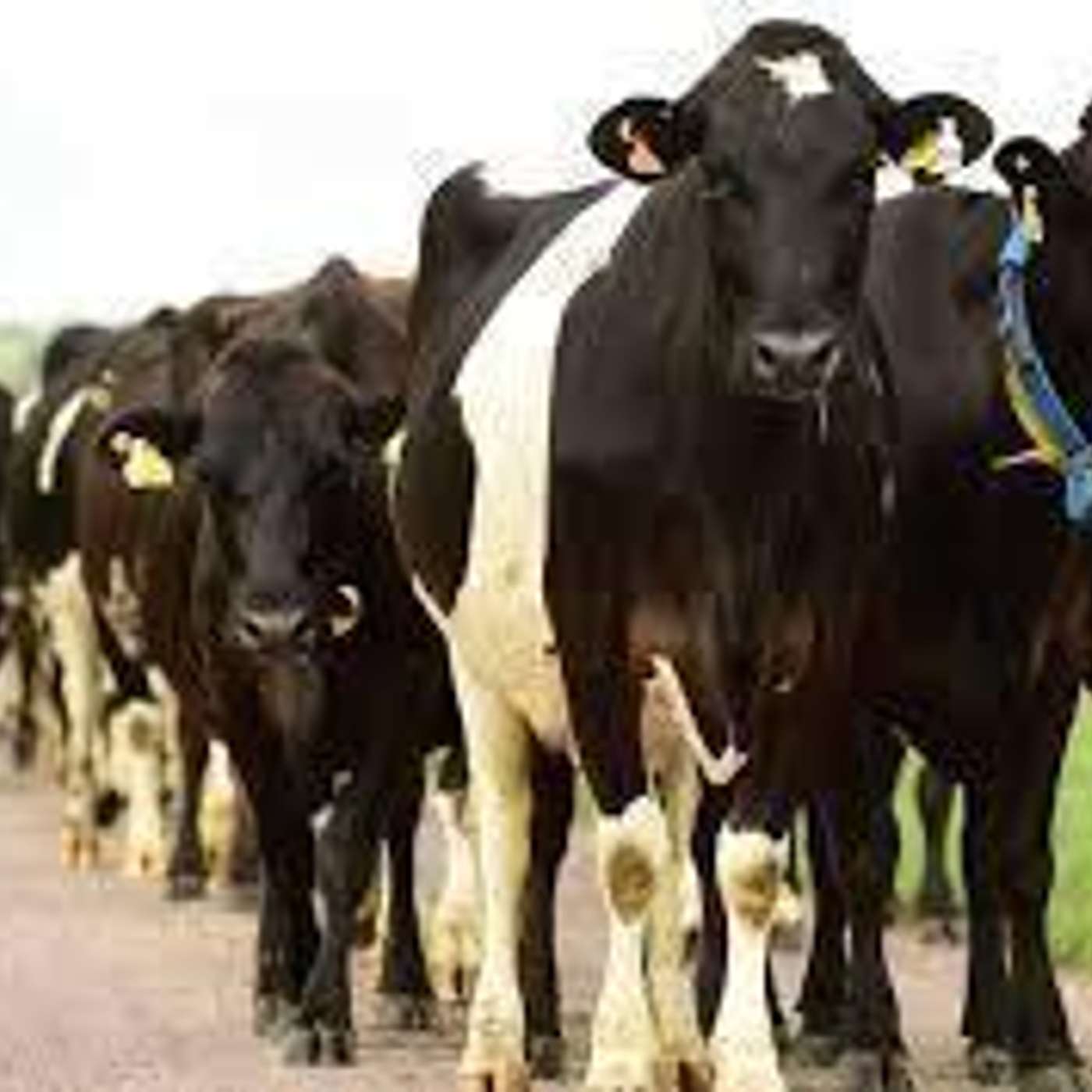 Hoof health and dairy herd mobility