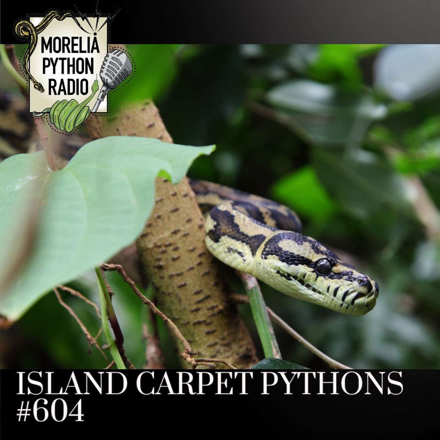 Island Carpet Pythons & White Lipped Pythons Island Carpet Pythons & White Lipped Pythons