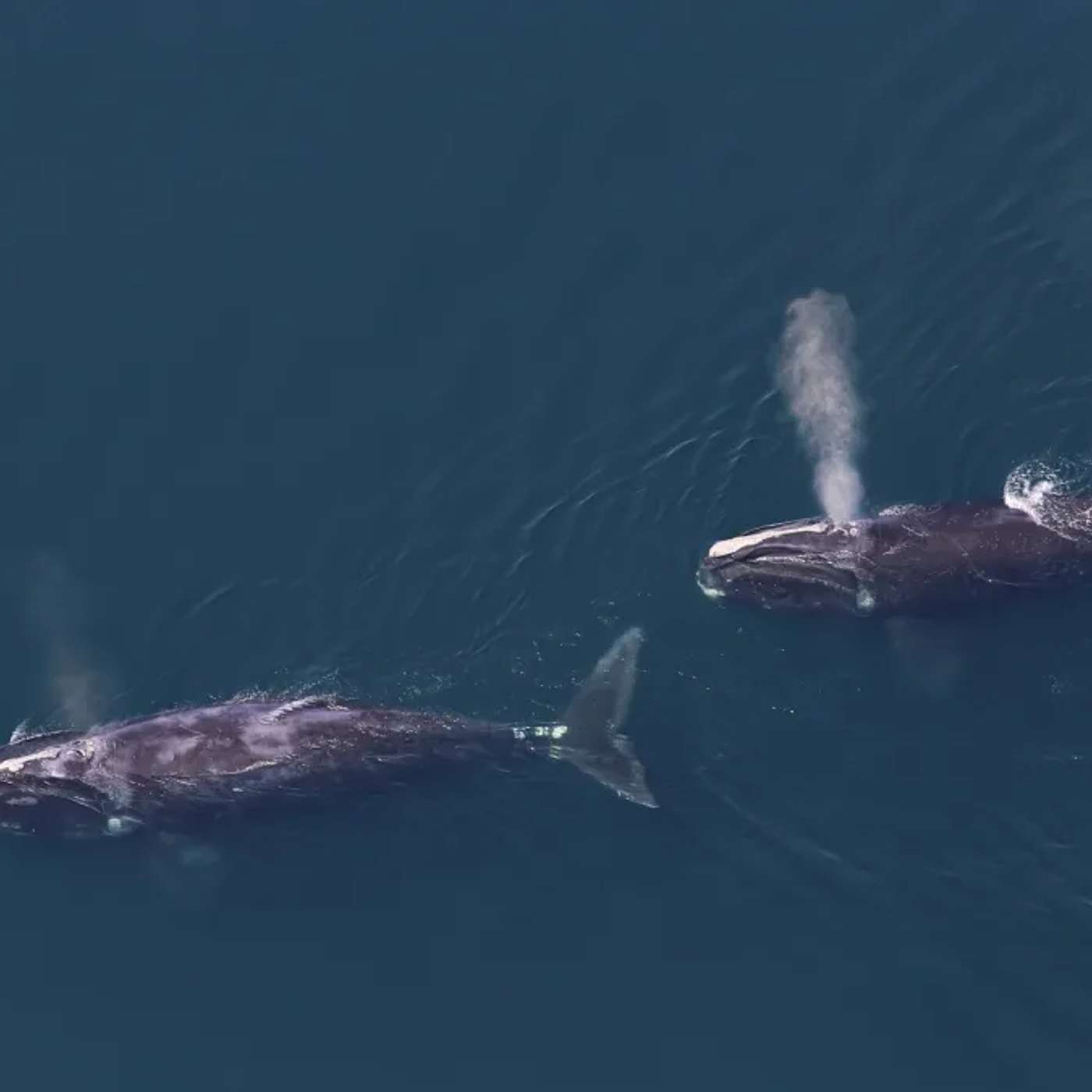 India Boosts Defense Funding, Urgent Calls to Protect Whales, Russia Recognizes Taliban Diplomatically, Gaza Conflict Death Toll Surges, and more...