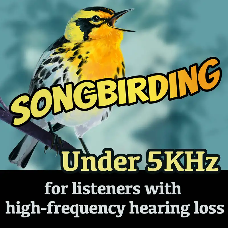 A Sore Sounding Song (Scarlet Tanager)